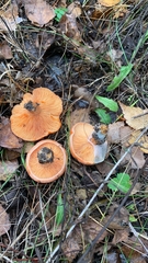Lactarius deliciosus