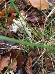 Clavulina coralloides