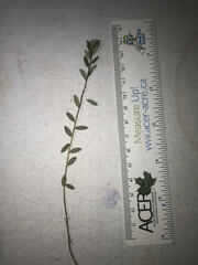 Vaccinium macrocarpon