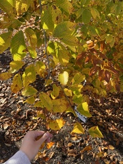 Fagus grandifolia