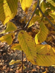 Fagus grandifolia