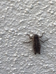Acrotylus