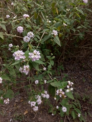 Lantana rugosa