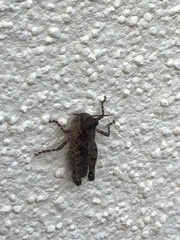 Acrotylus
