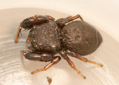 Harmochirus luculentus