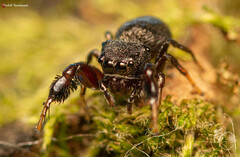 Harmochirus luculentus