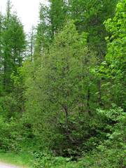 Salix eleagnos
