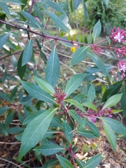 Fuchsia paniculata
