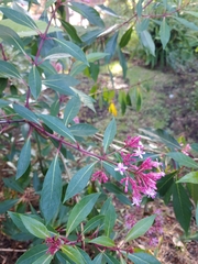 Fuchsia paniculata
