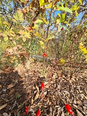 Rosa canina