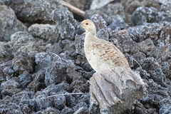 Ortygornis pondicerianus