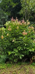 Pieris formosa