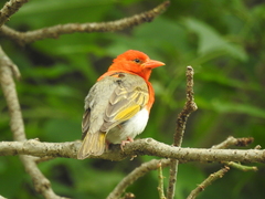 Anaplectes rubriceps