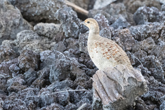Ortygornis pondicerianus