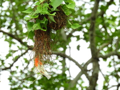 Anaplectes rubriceps