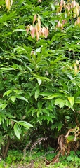 Pieris formosa