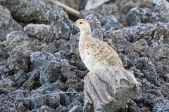 Ortygornis pondicerianus