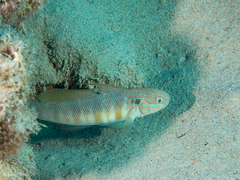 Amblygobius albimaculatus