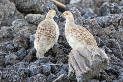 Ortygornis pondicerianus