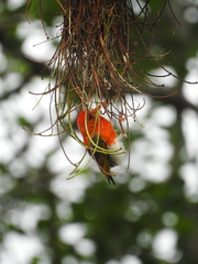 Anaplectes rubriceps