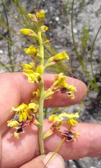 Tritoniopsis bicolor