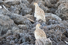 Ortygornis pondicerianus