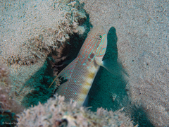 Amblygobius albimaculatus