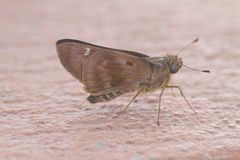 Nyctelius nyctelius