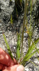 Tritoniopsis bicolor