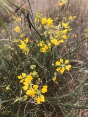 Coronilla juncea