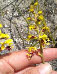 Tritoniopsis bicolor