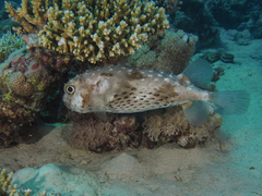 Cyclichthys spilostylus