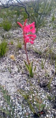 Watsonia coccinea