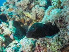 Gymnothorax javanicus