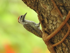 Chloropicus fuscescens