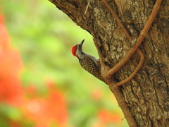 Chloropicus fuscescens