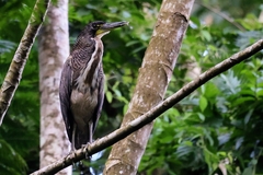 Tigrisoma fasciatum
