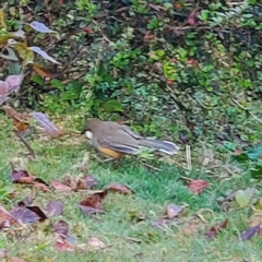 Pterorhinus albogularis