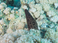 Gymnothorax javanicus