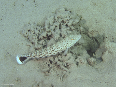 Parapercis hexophtalma