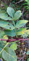Zanthoxylum armatum