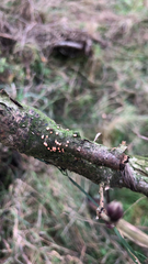 Nectria cinnabarina
