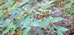 Zanthoxylum armatum