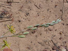 Albuca suaveolens