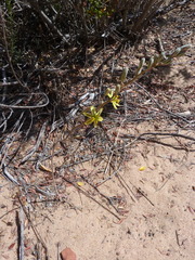 Albuca suaveolens