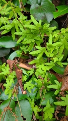 Lygodium palmatum image