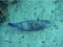 Scarus fuscopurpureus