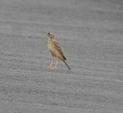 Anthus godlewskii