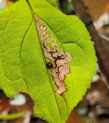 Stigmella rhamnicola