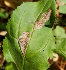 Stigmella rhamnicola